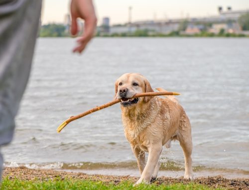 Animal Arthritis: The Case of Bailey the Labrador Retriever