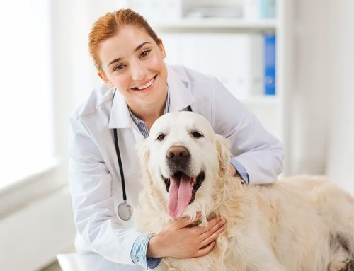 From Stress to Success—Improve Your Pet’s Vet Visit